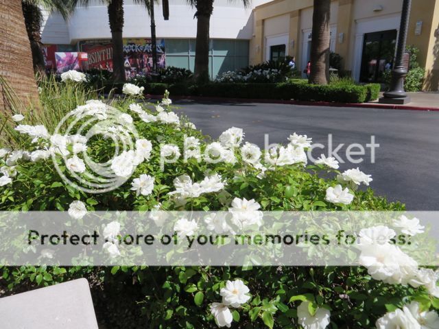 photo IMG_0449_zpseca336f9.jpg